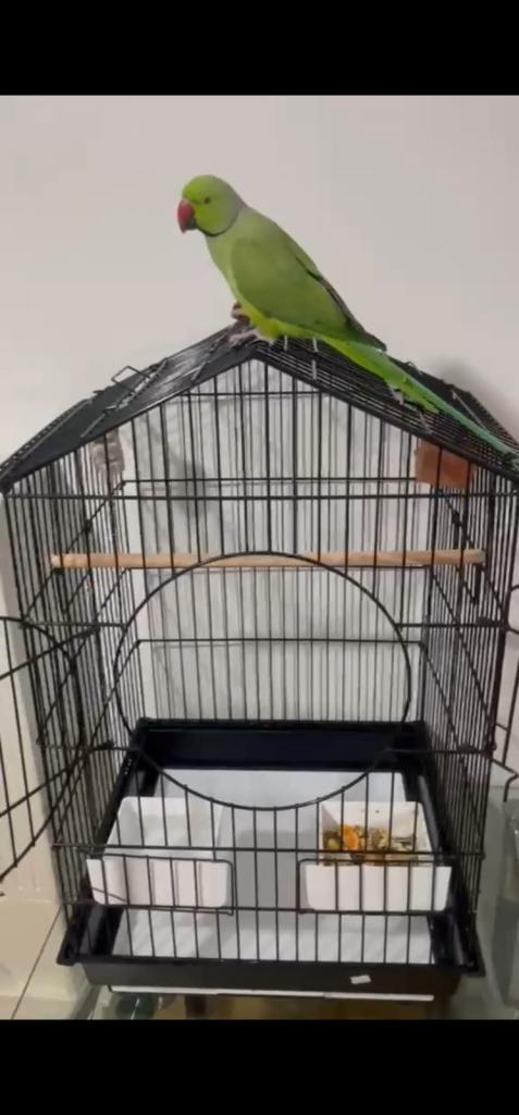 Black wire bird cage with curved roof and wooden perches