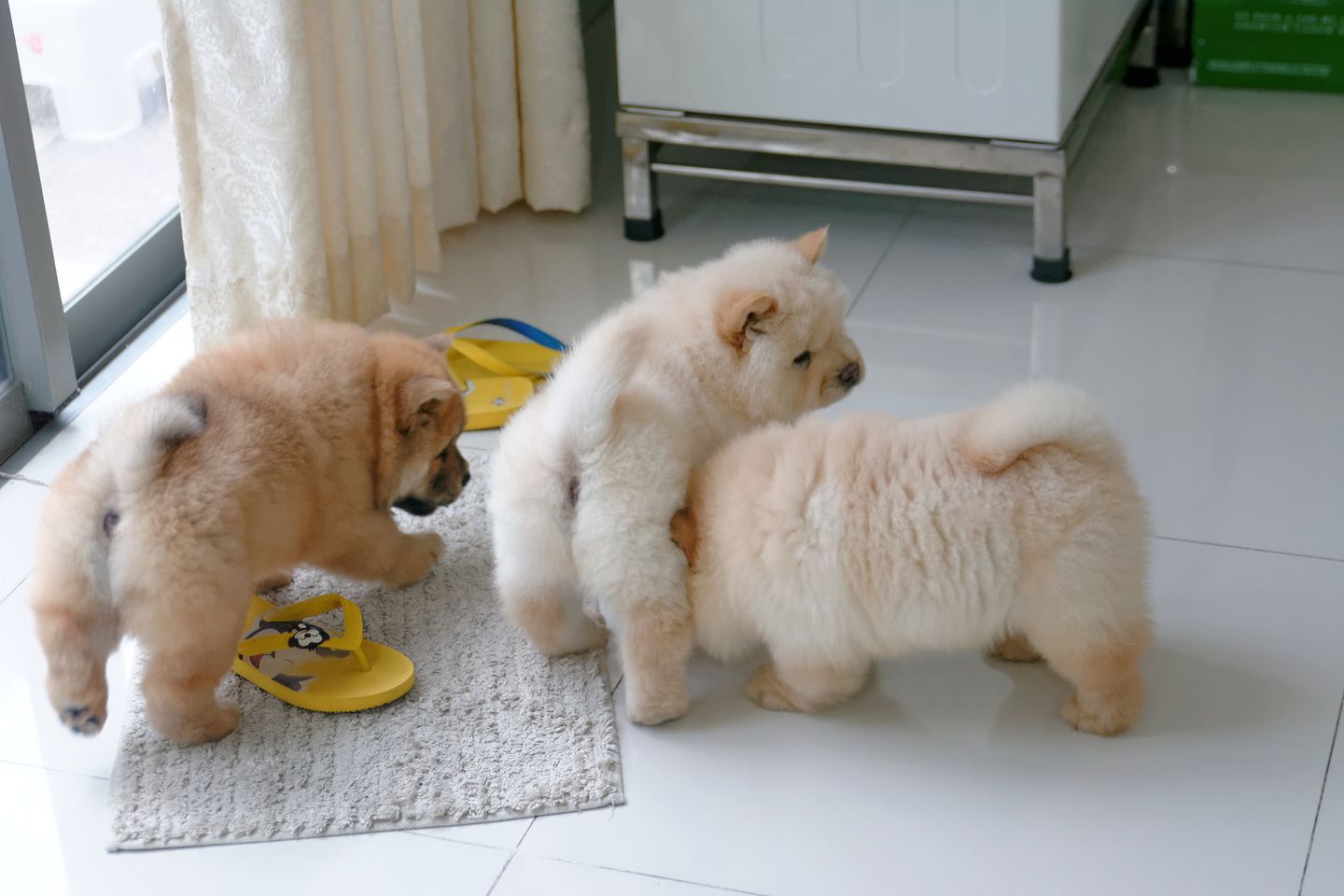Cute and Adorable Chow Chow Puppies for re-homing 
