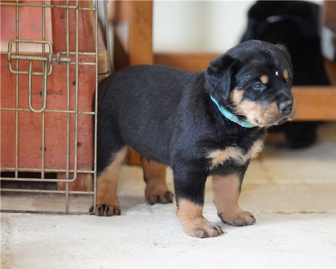 Provide Rottweiler Puppy Companion Service535758411054469121