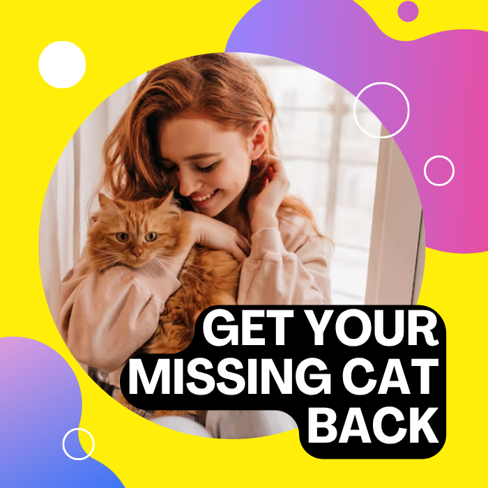 Traiga de vuelta a su gato perdido408841738571622400