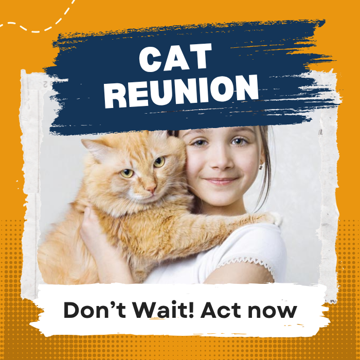 Act Fast to Bring Your Cat Back