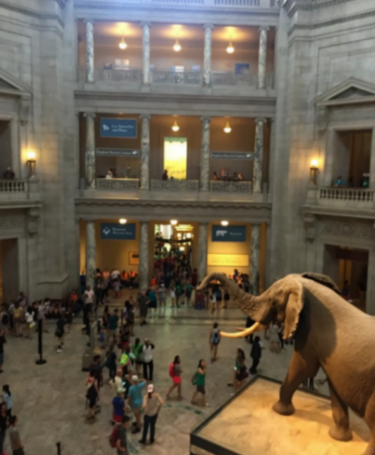 Half-price ticket to the American Museum of Natural History🗿63214317556481123