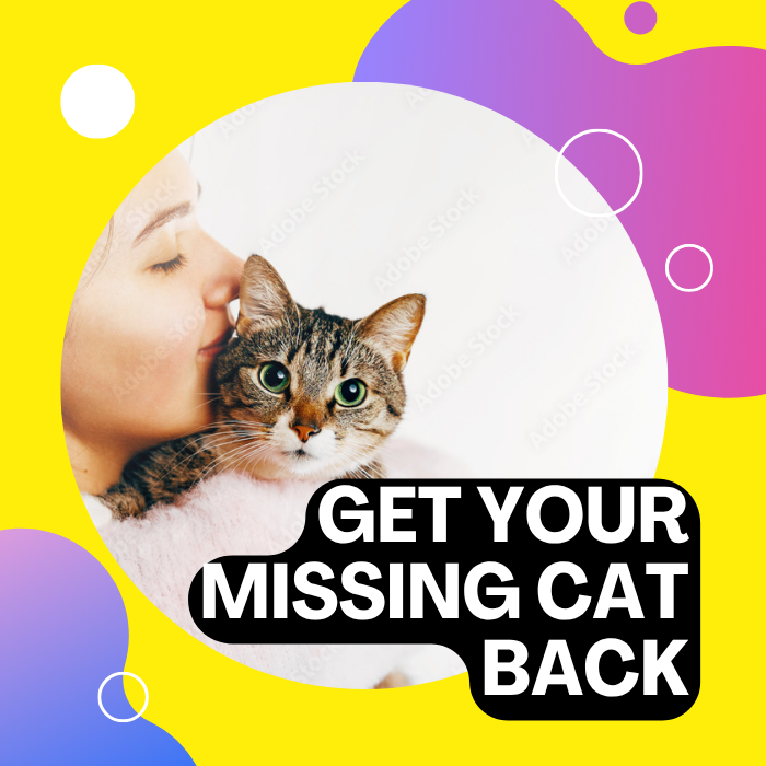 Small Steps Lead to Big Reunions with Your Cat
