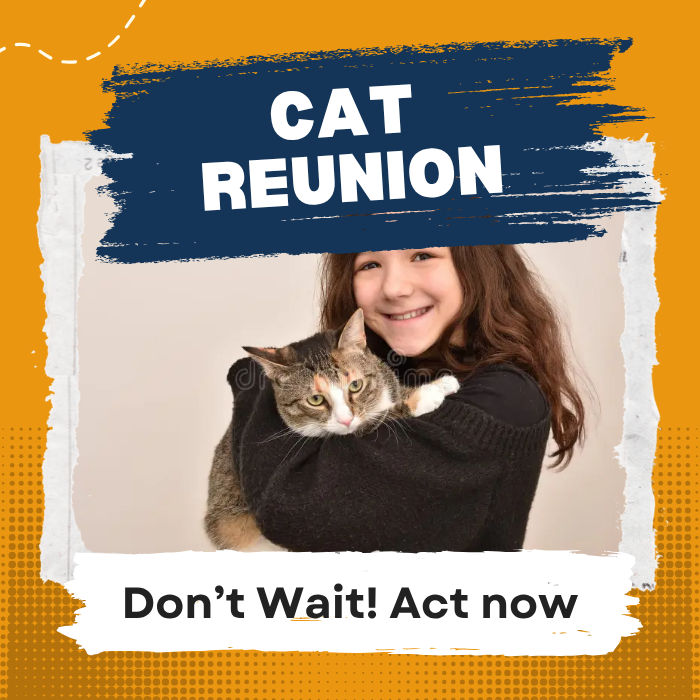 A Happy Ending for Your Lost Cat