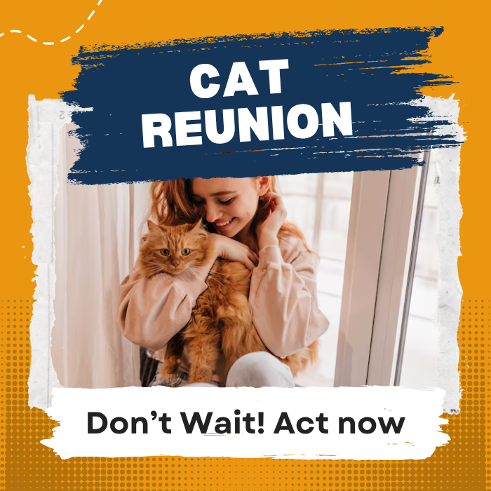 Get your missing cat back409816120836106240