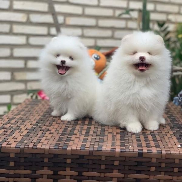 Fluffy White Pomeranian Puppies - Well-Socialized For Sale