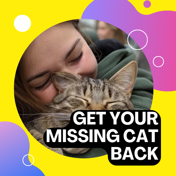 Claw Your Way to a Reunion with Your Cat
