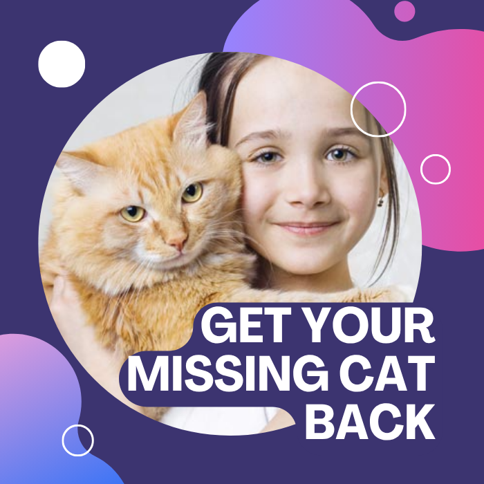 Get Your Missing Cat Back