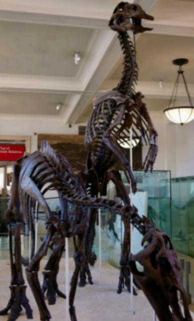 Entrada al Museo Americano de Historia Natural🗿 a mitad de precio63214317556481121