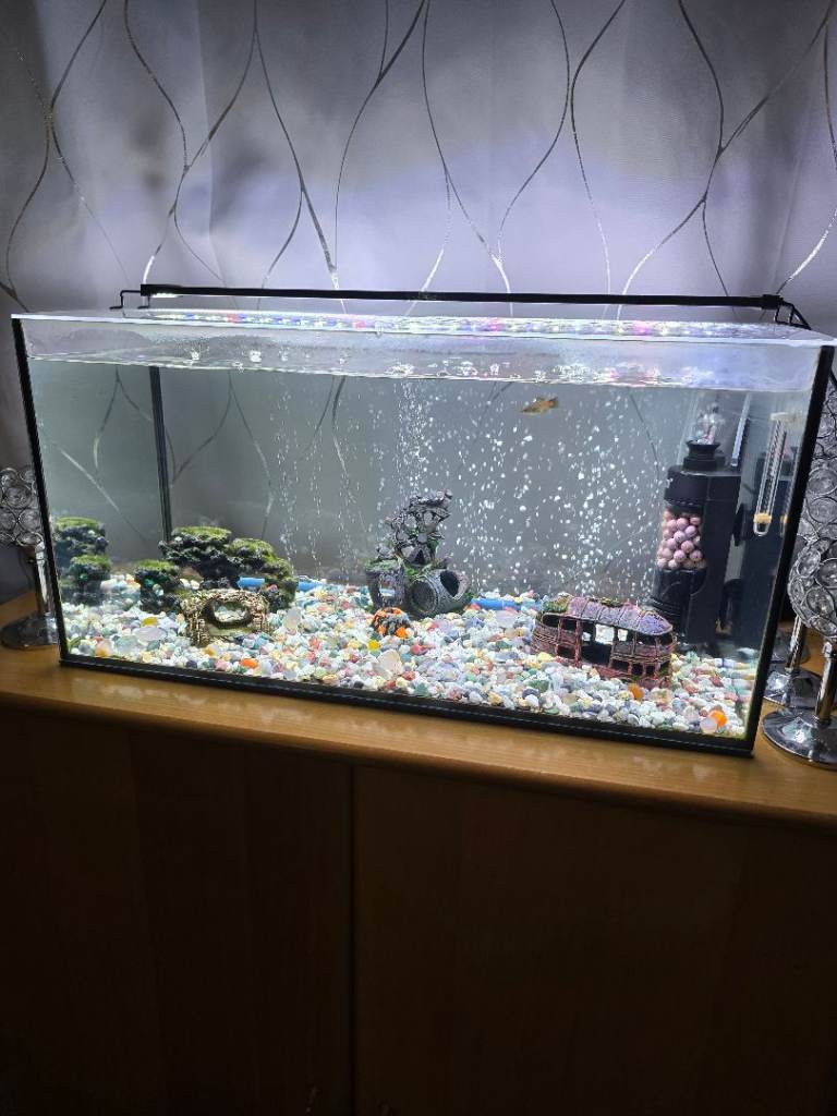 60L Aquarium Setup with Fish and Equipment for Sale